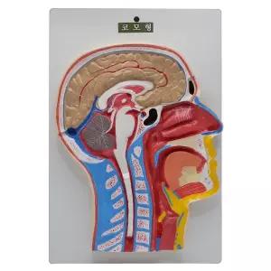 보건학 해부학 인체 얼굴 코 구조 단면 모형 코모형 관찰실험 학생용 방과후 집콕놀이