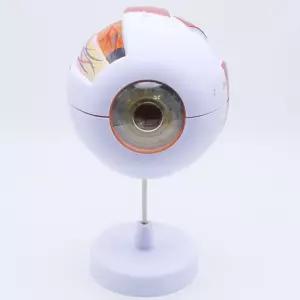 중등과학 보건수업 눈의구조 안구모형 눈모형 실험세트 홈스쿨링 교과연계 만들기교재