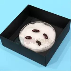 식물발아 조건 강낭콩 어둠상자 살레 2세트 콩키우기 한살이관찰