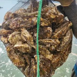 굴 석화 모든순간 10kg 각굴 생굴 여수굴