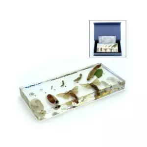 알 번데기 성충 누에 실물 아크릴표본 곤충학습 자연과학 진짜