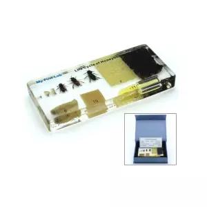 알 유충 애벌레 벌 꿀벌 실물 성장표본 유치원 곤충박물관