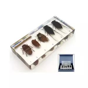 알 유층 매미 성충 생물체 성장표본 곤충박물관 자연시간 교구