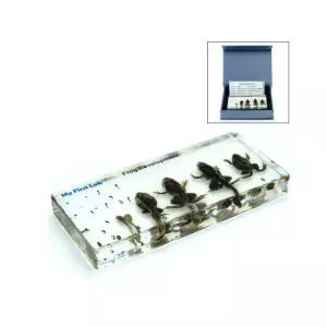 알 올챙이 개구리 생물체 실물표본 유치원 자연시간 동물액자 교구