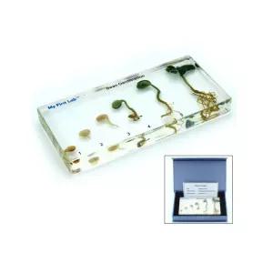 뿌리 줄기 잎 콩 실물 성장 아크릴표본 식물 진짜 어린이집 유치원