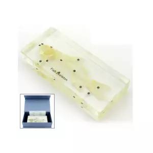 물고기내부 실물뼈구조 아크릴표본 동물채집 진짜 성장단계 자연시간