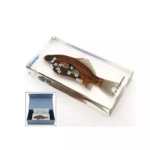 물고기실물 뱃속해부구조 아크릴표본 학습완구 생물체 자연과학 진짜