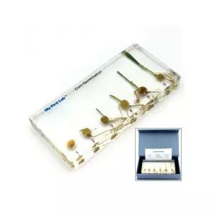 씨앗 뿌리 싹 줄기 잎 옥수수 실물표본 자연시간 식물액자 학습완구