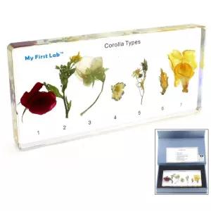 꽃잎모양 보여주는 꽃부리 화관 표본 식물 학습도구 실물체 유치원