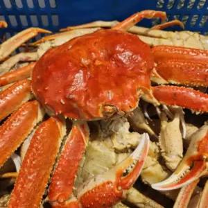 대게 러시아대게 자숙대게 자숙 박달대게 3kg 자숙 러시아대게