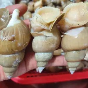 백고동 해산물 골뱅이 고동 백골뱅이 1kg 대 백고동