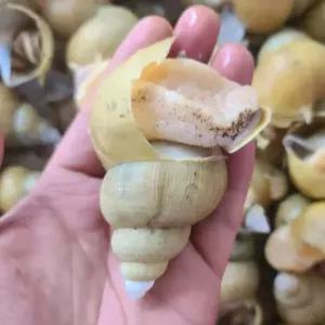 백골뱅이 골벵이 백고동 1kg 미니 1kg 골벵이 고동