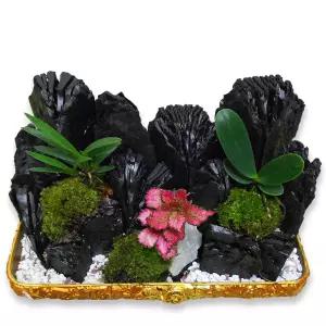 숯부작 5호MTFH021