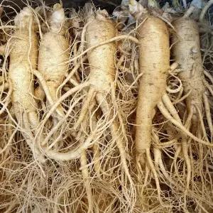 풍기인삼 수삼 인삼 5-6년근 난발삼 750g 1개 10-12뿌리내외