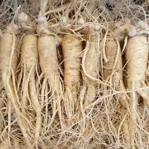 풍기인삼 수삼 인삼 정품원수삼 750g 1개 6-7뿌리