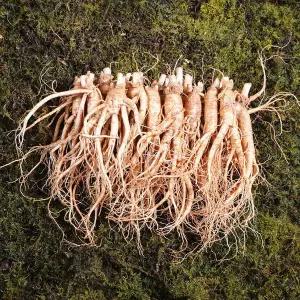 난발삼 소 금산인삼 750g 1개 4~6년근 18~22뿌리