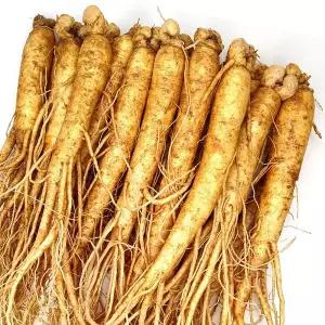 금산인삼 수삼 세척 4~6년근 원수삼 600g 1개 12~16뿌리