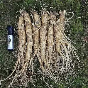 세척안함 금산수삼시장 원수삼중 750g 1개 12~14뿌리