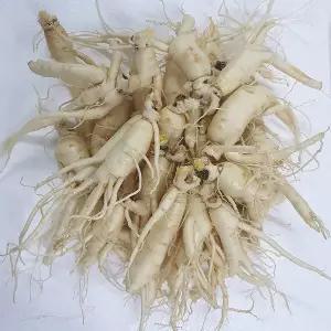 세척인삼 오쿠홍삼용 콩파삼 1채 750g 1개