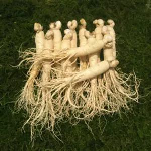 금산인삼 참인삼 원수삼 중12-15뿌리 750g 1개