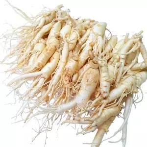 세척인삼수삼 오쿠홍삼용 작콩콩난파삼 35뿌리이상 40~90뿌리내외