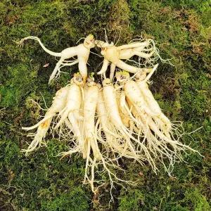 국내산 흠있는 인삼 대 4~6년근750g 1개 11~14뿌리세척인삼