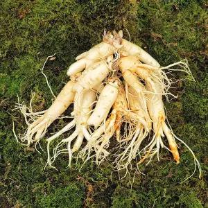 금산인삼 흠있는 특난발삼 4~6년근 750g 1개 세척8편내외