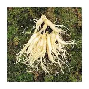 국내산 흠있는 인삼 중 4~6년근750g 1개 15~18뿌리세척인삼