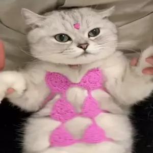 onyou 귀여운 고양이 강아지 비키니 반려동물 촬영 소품  브라 (착실하게 가렸다규)