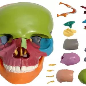 두개골모형 머리뼈 해부학 표본 해골 교육용 교구 분리형 과학 과학실 골격 머리