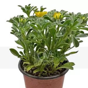 금화 골드코인 노란꽃 피는 야생화 돈을 부르는 식물 베란다 정원 화분