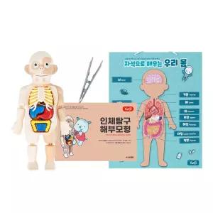우리몸 해부모형 인체탐구 자석 학습벽보2종 어린이 키즈 누리과정 유아