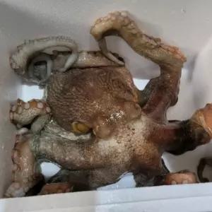 국내산 활 돌문어 1미 특