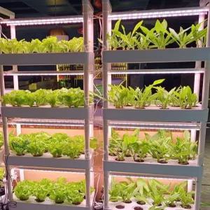 식물재배기 수경 재배기 새싹재배기 재배 채소 키우기 가정용 3단