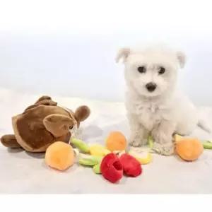 [반려] 삼계닭 봉제 토이 강아지 모음 1P 인형 노즈워크 장난감
