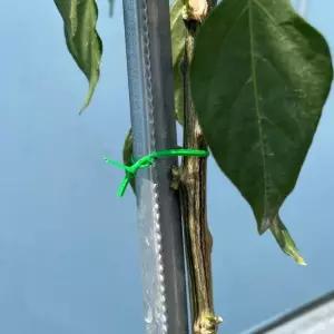 원예용 철사 고추끈 타이 20m 가든 분재 철사끈 J7