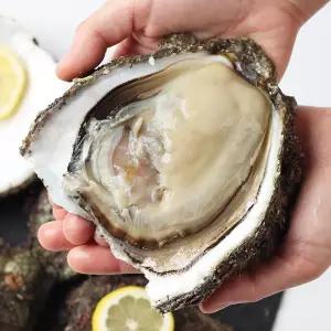 숨비해물 거제도 해녀 자연산 바위굴 원물 3kg 생굴 벚굴 굴 석화