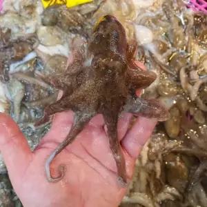 서해안 알배기 활 쭈꾸미 1kg 7-15미