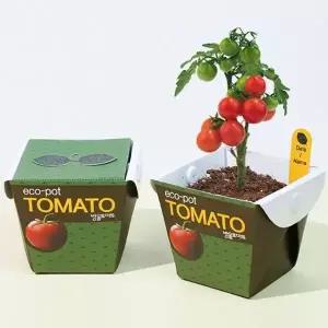 [RIZPICK]키우기쉬운식물 미니 화분 방울토마토 씨앗 세트 키우기쉬운식물