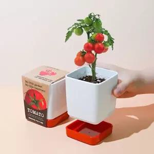 [RIZPICK]아이방꾸미기 화분 컬러물받침 방울토마토 재배 세트