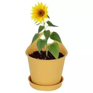 [RIZPICK]키우기쉬운식물 화분 해바라기씨앗 배양토 식물키트