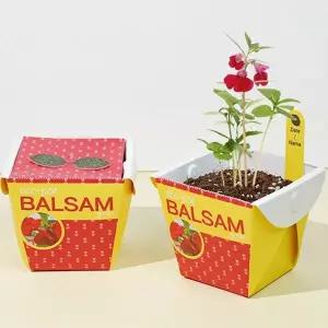 [RIZPICK]키우기쉬운식물 미니 화분 봉선화 씨앗 세트 키우기쉬운식물