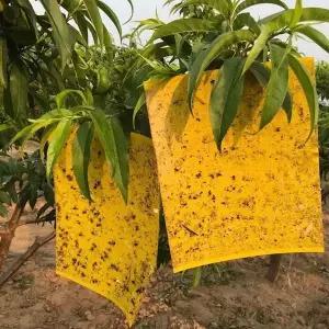 원예 뿌리파리 끈끈이 화분 화초 벌레 사각 파리왕 초파리 노란 트랩 제거