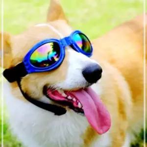 강아지 선글라스 라이더 고글 안경 LWE18252