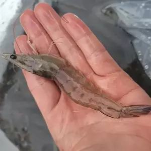 [장보리]전남 고흥 제철 활 흰다리새우 1kg