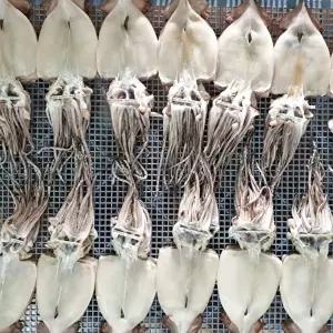 [장보리]피데기 오징어 반건조 오징어 5미 900g 급