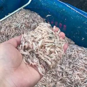 [장보리]국내산 김장새우 김장용 생새우 동백하 급냉 1kg