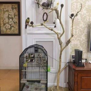 앵무새 놀이터 그네 원목 70CM 나무 횟대 하이버드 용품 스탠드 새장 횃대