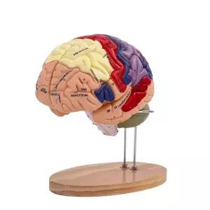 분리 뇌모형 교육용 대뇌 두개골 해골 뇌혈관 조립 교구 해부학 모델