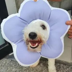 꽃피는 강아지 고양이 쿠션 넥카라 퍼플 L